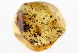 Detailed Fossil Spider (Araneae) In Baltic Amber #381341-1